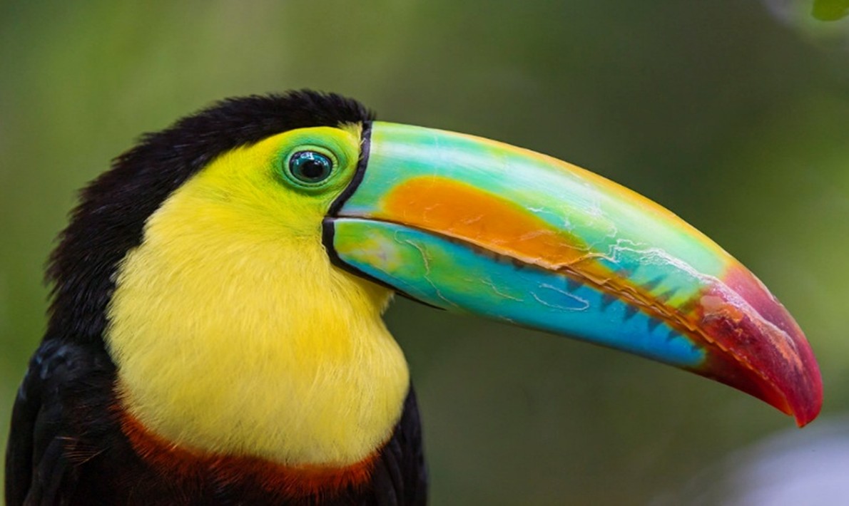 BirdsCostaRica_2025.jpg